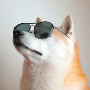 Cool dog wearing sunglasses